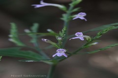 Leptostachya wallichii
